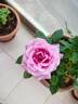 Blue Parfum ® rose photo