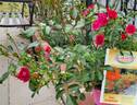 Flower Carpet Mini Cherry rose photo