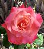 Color Magic rose photo