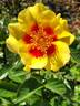Ringo™ rose photo