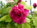 Roi de Siam - in commerce rose photo