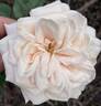 Honeymoon ™ rose photo