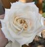 Honeymoon ™ rose photo