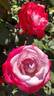 Patsy Cline ™ rose photo