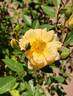 Softee rose photo