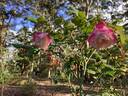 Homère rose photo