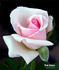 Pink Osiana rose photo