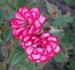 Boomerang rose photo