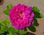 Charles Quint rose photo