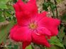 Dance of Joy rose photo