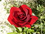 Château d'Amboise® rose photo