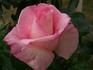 Heaven ™ rose photo