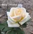 White Chocolate rose photo