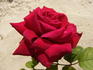 John Waterer rose photo