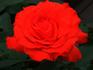 Dream Orange ™ rose photo