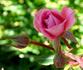 Judy Fischer rose photo