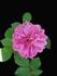 Malmaison Rouge rose photo