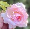 Pearly Gates ™ rose photo
