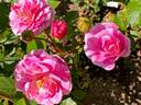 Head Over Heels rose photo