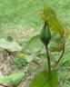 Blanche Mallerin rose photo