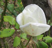 Blanche Mallerin rose photo