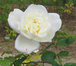 Blanche Mallerin rose photo