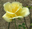 Eclipse rose photo