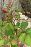 Portadown Fragrance rose photo