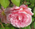 Portadown Fragrance rose photo