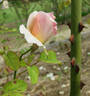 Rapture rose photo