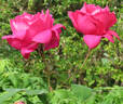 Red Radiance rose photo