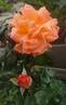 Angèle Pernet rose photo