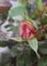 Emilia Castelli rose photo