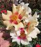 Ringo™ rose photo