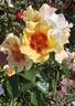 Ringo™ rose photo