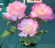 Brilliant Star rose photo