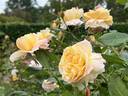 My Yellow rose photo