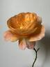 My Yellow rose photo