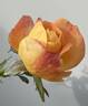 My Yellow rose photo