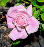 Pink Poodle rose photo