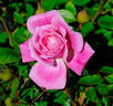 Pink Poodle rose photo