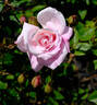 Pink Poodle rose photo
