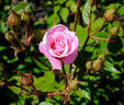 Pink Poodle rose photo