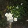 Summer Snow rose photo