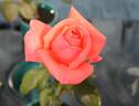 Harmonie ® rose photo