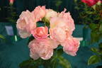 Lacy Parasol rose photo