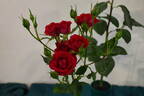 Red Gem rose photo
