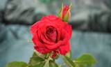 Red Gem rose photo