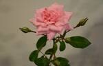 Aussie Magic rose photo