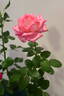 Silver Lining rose photo